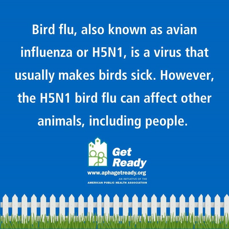 Bird flu risks