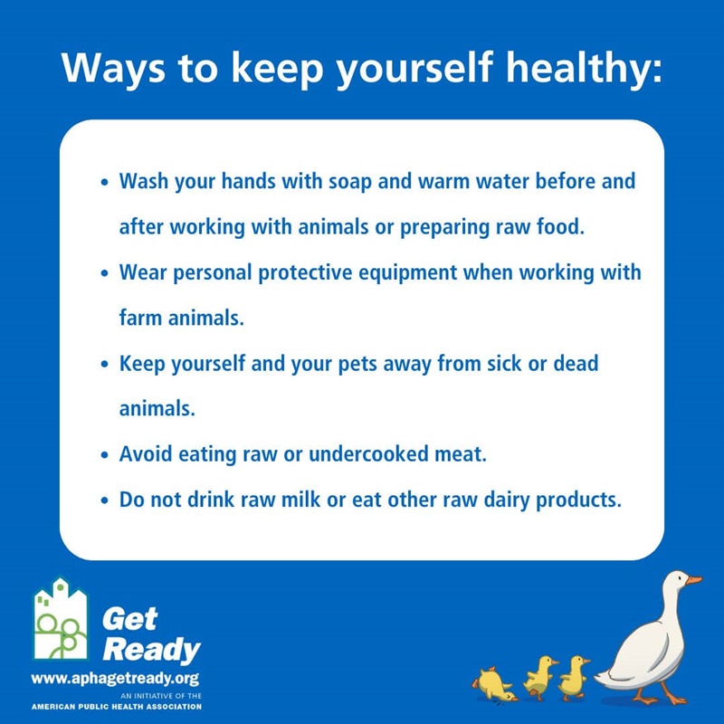 Bird flu ways to keep yourself healthy