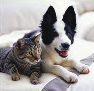 cat and dog on couch